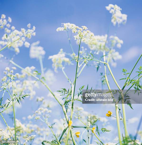 Plant, Flower, Meadow Flower, Wild Flower, hedge bedstraw, false baby's breath, Galium mollugo