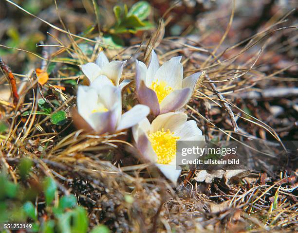 Plant, flower,Pulsatilla alpina, Anemone alpina