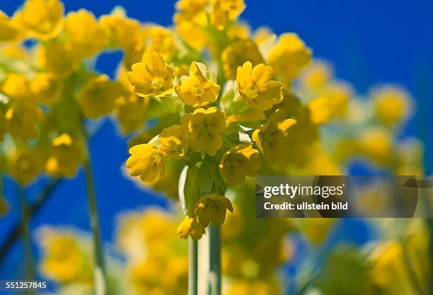 Plant, flower,Primula veris, cowslip, common cowslip, primula officinalis