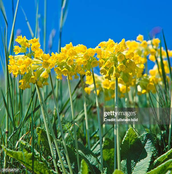 Tall Primulas Riverside Primula Officinalis Photos and Premium High Res Pictures - Getty Images