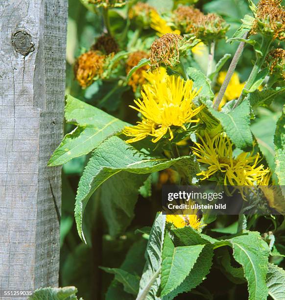 Inula Invasive 236 Inula Stock Photos, High-Res Pictures, and Images - Getty Images