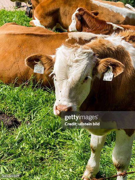 Kühe grasen auf der frischen Wiese einer Alm