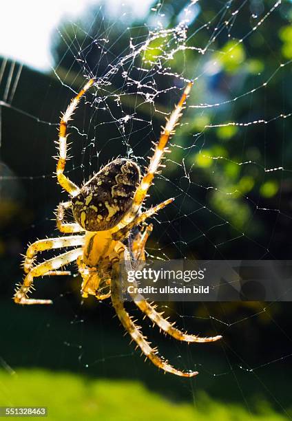 Eine Spinne hat eine Wespe in Ihrem Spinnennetz auf der Jagd gefangen