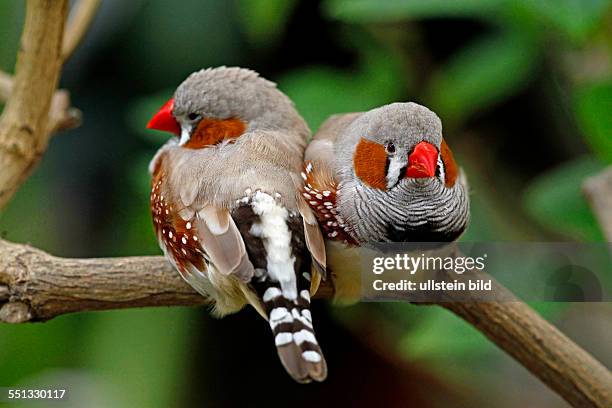 Schloss Sayn, zebra finches in the butterfly garden, Taeniopygia guttata, Bendorf-Sayn, Mayen-Koblenz district, Rhineland-Palatinate, Germany