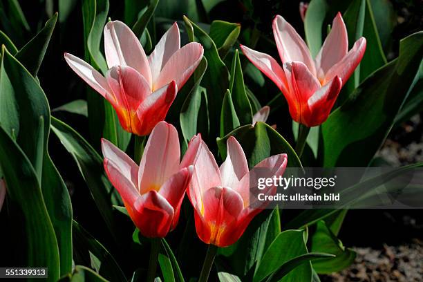 Tulips, Tulipa L., T. Kaufmanniana "Heart's Delight", Keukenhof, 2161 AM Lisse, The Netherlands, Finally spring! Keukenhof is full in bloom....