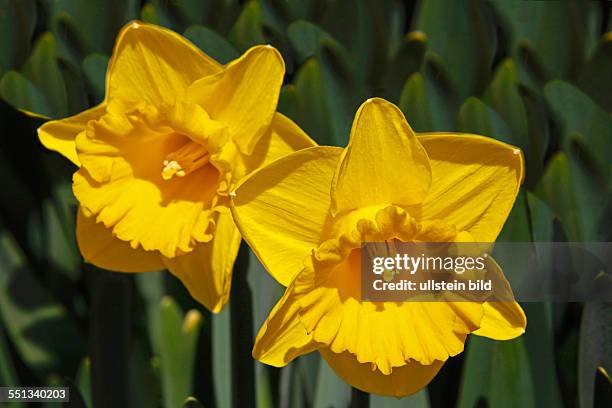 Daffodils, Narcissus, Keukenhof, 2161 AM Lisse, The Netherlands, Narcissus is a genus of mainly hardy, mostly spring-flowering, bulbous perennials in...