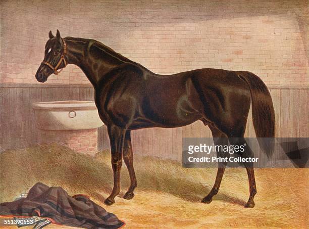 'Gladiator', 19th century. Gladiator , French thoroughbred racehorse who won the English Triple Crown in 1865. From Connoisseur Extra No. 5 - Old...