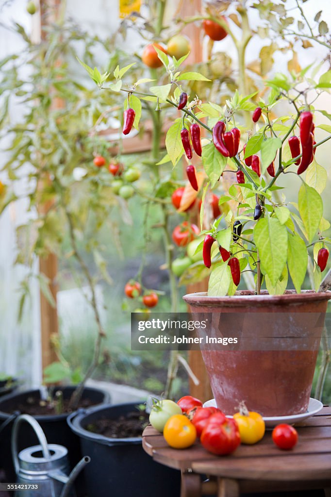 Tomatoes and chili peppers in greenhouse