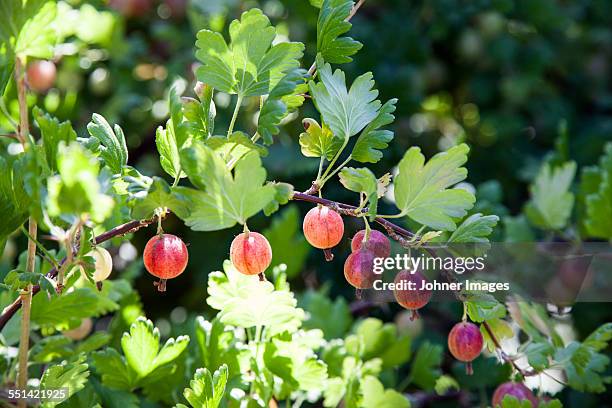 gooseberries on twig, close-up - stachelbeere stock-fotos und bilder