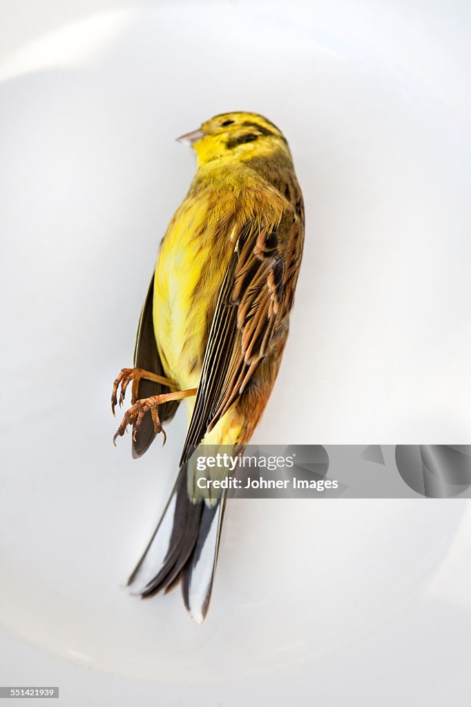 Close-up of yellow dead bird