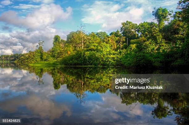 amazon river shore rainforest reflections - amazon river stock pictures, royalty-free photos & images