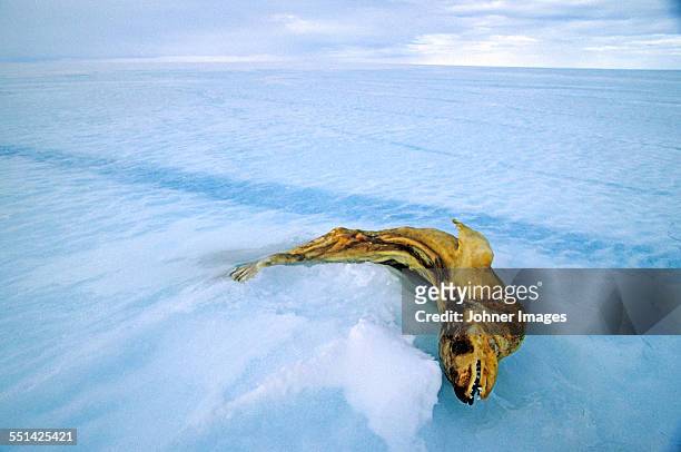 dried fish on ice - foca fotografías e imágenes de stock