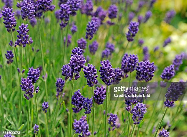 Bluehender Echter Lavendel, uralte Arzneipflanze in jedem Apothekergarten