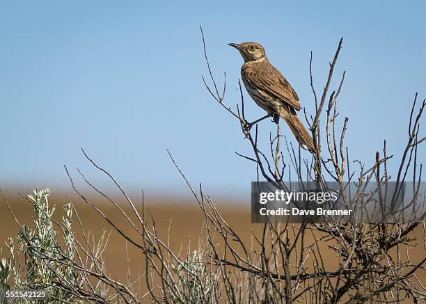 a brown thrasher perches in a bush. - sichelspötter stock-fotos und bilder