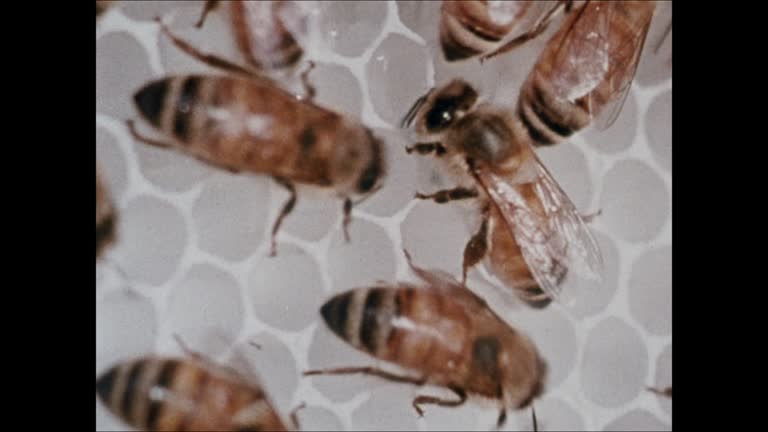 Insect Moving Flying Uniform Videos and HD Footage - Getty Images