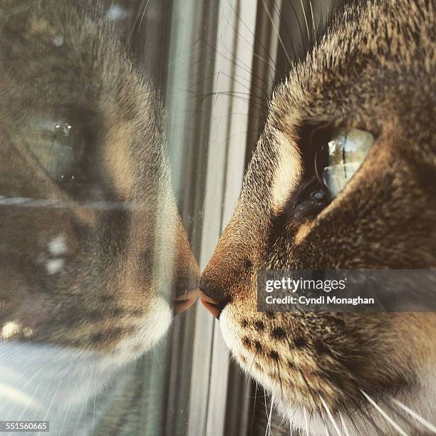 Cat Reflection