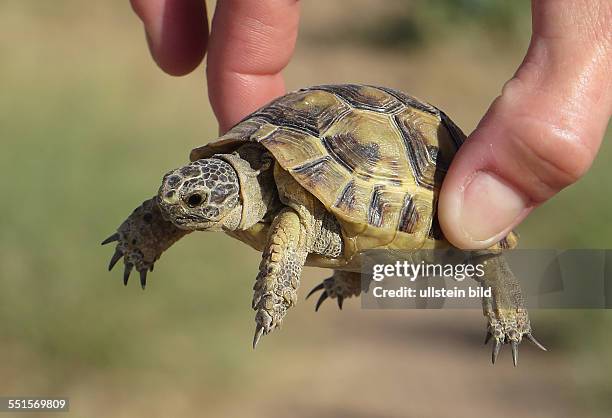 Griechische Landschildkröte Testudo hermanni Reptilien Schildkröten Tiere Landschildkröten Östliche Unterart lat. Testudo hermanni boettgeri Türkei...