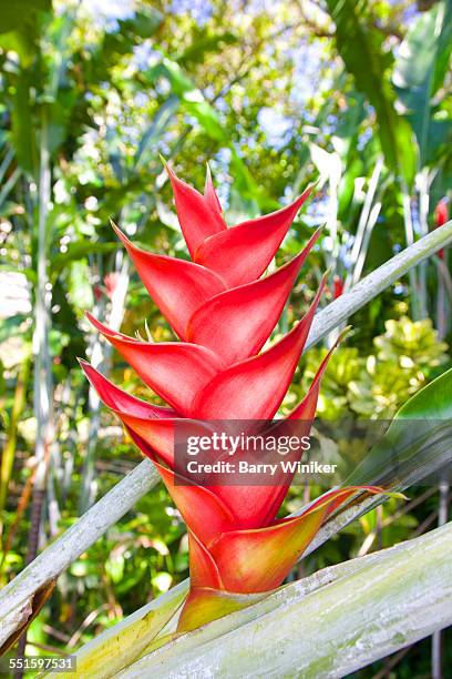 red tropical flower, hawaii - heliconia bihai stock pictures, royalty-free photos & images