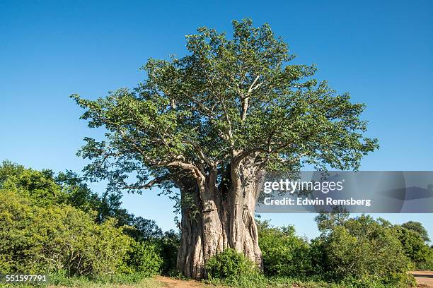 baobob - majestic tree stock pictures, royalty-free photos & images