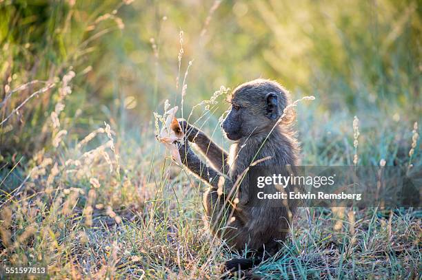 curious baboon - chacma baboon 個照片及圖片檔