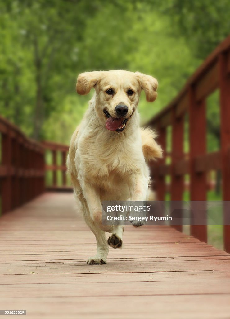 Running golden retriever.