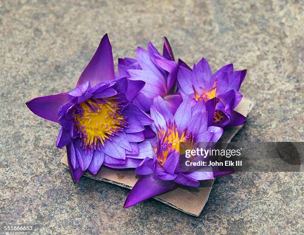 lotus flower offerings - blue lotus buddhist temple stock pictures, royalty-free photos & images