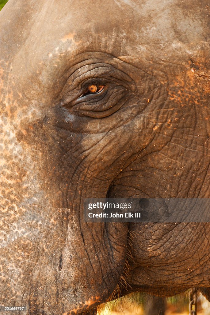 Asian Elephant face and eye detail