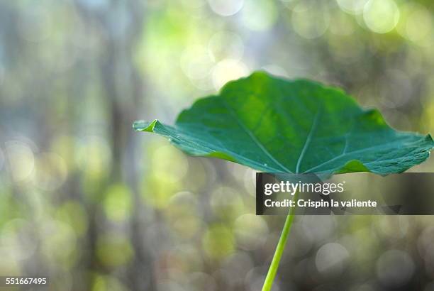 hoja verde - hoja te verde stockfoto's en -beelden