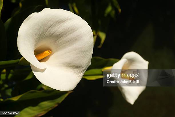 calla lillies - calla lilies white stock pictures, royalty-free photos & images