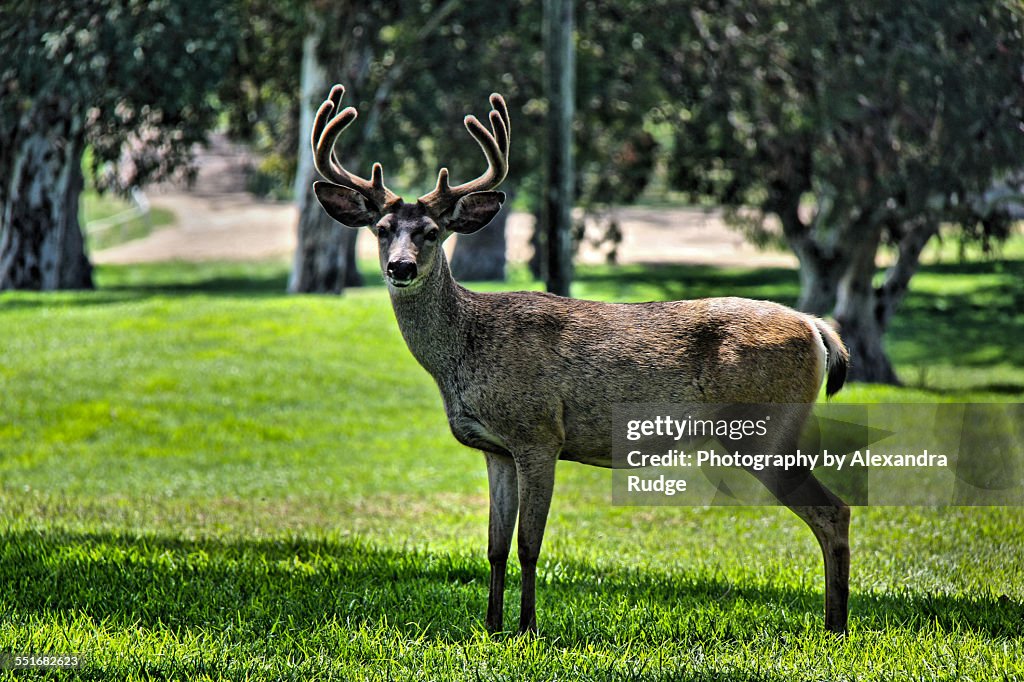 A mule deer.