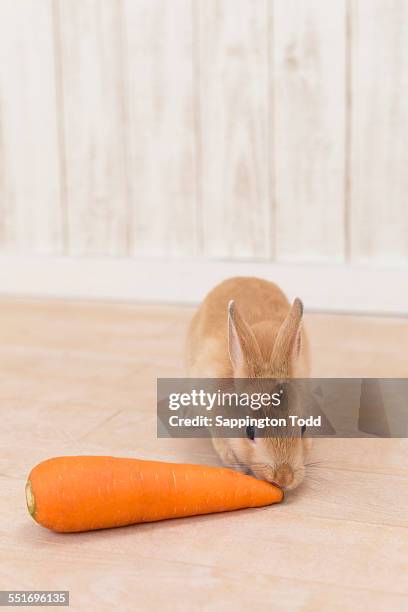 999 Orange Rabbit Stock Photos, High-Res Pictures, and Images - Getty ...