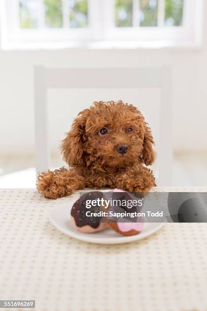 toy poodle eating doughnut - plain donut stock pictures, royalty-free photos & images