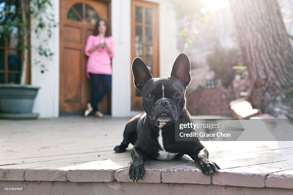 Portrait of dog lying on patio