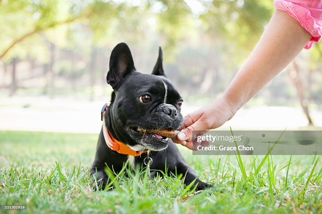 Hand of young woman giving bone to dog in park