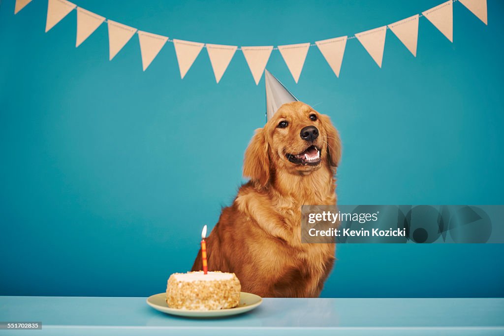 Golden retriever wearing party hat, cake with one candle in front of him