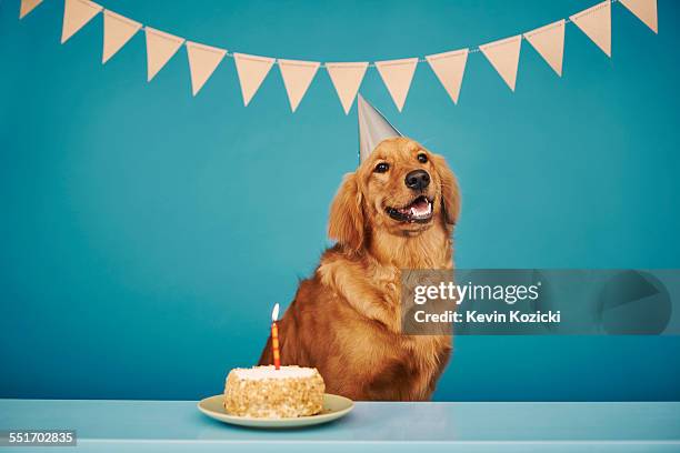 golden retriever wearing party hat, cake with one candle in front of him - party hat imagens e fotografias de stock