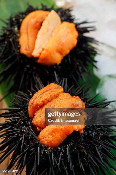 sea urchin - sea urchin ストックフォトと画像