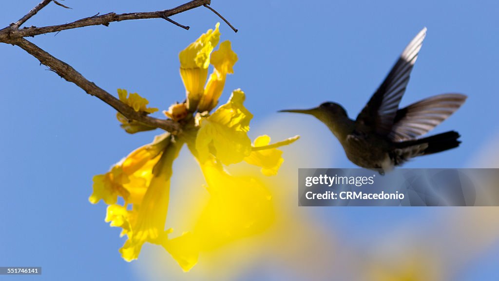 Hummingbird and the Golden Trumpet Tree