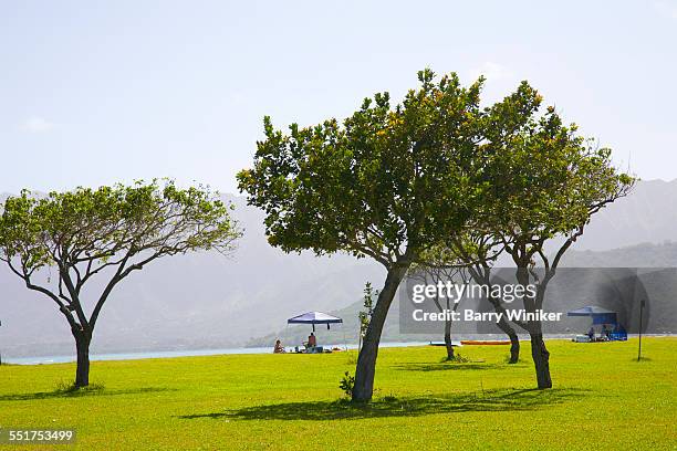 trees, people picnicking, oahu, hawaii - クアロア公園 ストックフォトと画像