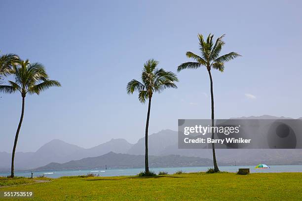 trio of palms, kualoa, oahu, hawaii - クアロア公園 ストックフォトと画像