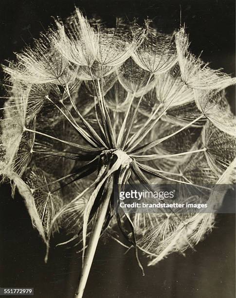 Meadow Salsify . P8029. About 1930. 21,6: 17,3 cm. Photograph by Dr Paul Wolff.