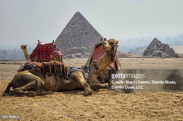 camel in front of the giza pyramids - damlo does imagens e fotografias de stock