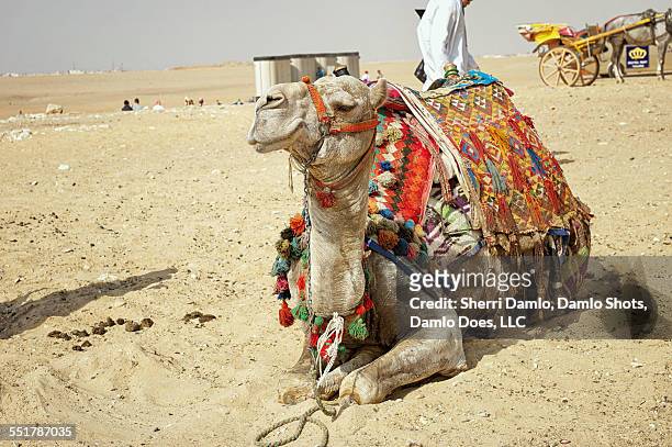 camel at giza - damlo does stockfoto's en -beelden