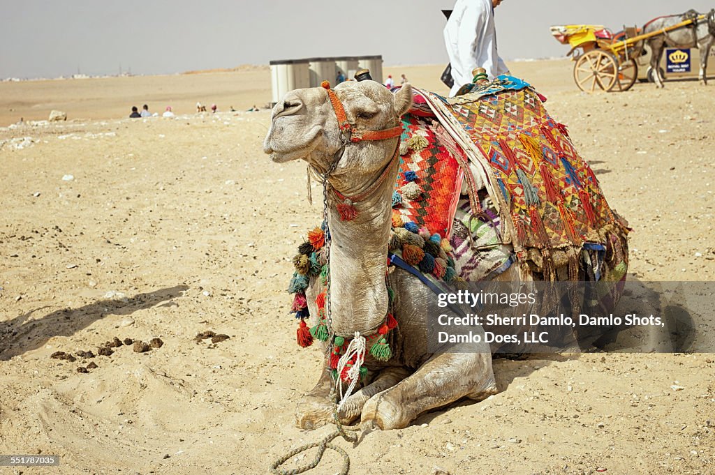 Camel at Giza