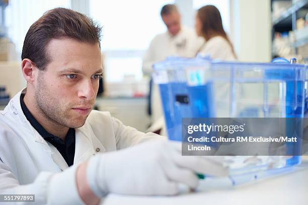 male science student examining tank of zebrafish in laboratory - looking at fish tank stock pictures, royalty-free photos & images