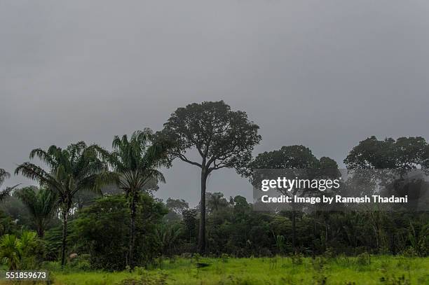 deforestation and cattle raising in the amazon - brazil nuts stock pictures, royalty-free photos & images