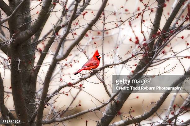 northern red cardinal - cardinal stockfoto's en -beelden