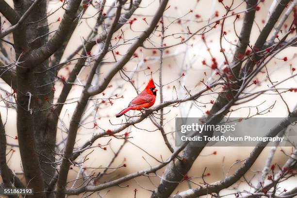 northern red cardinal - cardinal bird stock pictures, royalty-free photos & images