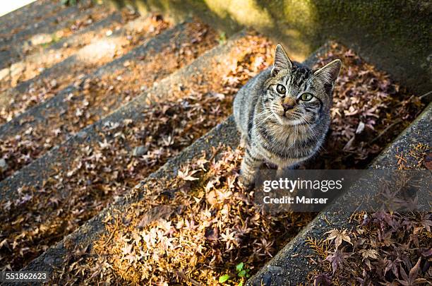 akitten sitting on the fallen leaves - undomesticated cat stock pictures, royalty-free photos & images
