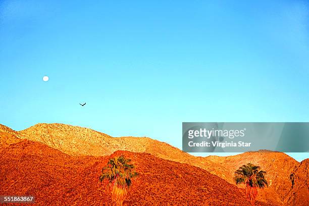 bird moon and desert mountains palm springs - palm springs californie stockfoto's en -beelden
